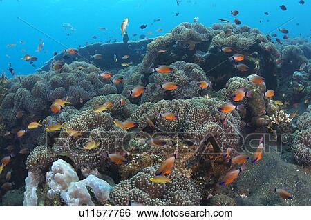 Stock Photograph - Sea Anemone and Ringtail Cardinal Fish. Fotosearch