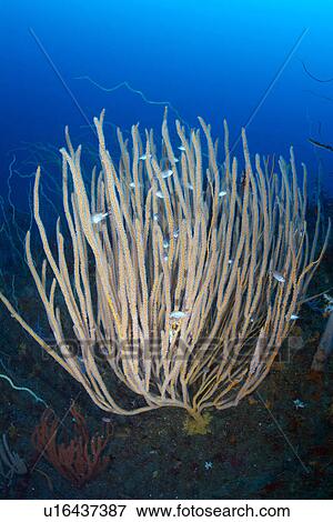 Sea Fan (Ellisella plexauroides) View Large Photo Image Stock Photo - Sea Fan (Ellisella plexauroides). Fotosearch