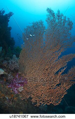 Sea Fan View Large Photo Image Stock Photo - Sea Fan. Fotosearch