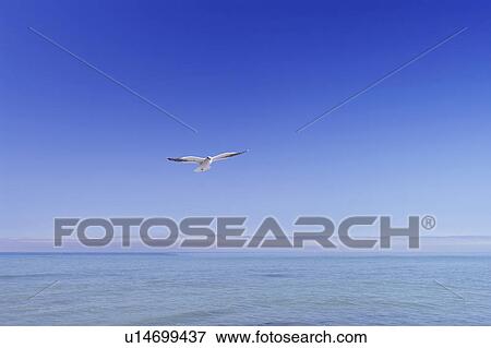 Seagull Flying in Sky View Large Photo Image Stock Photo - Seagull Flying in Sky. Fotosearch