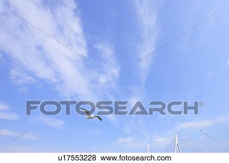 Stock Photo - Seagull Flying Over Tsurumi Tsubasa Bridge. Fotosearch