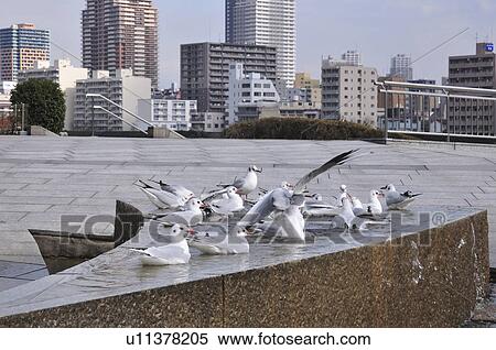 Seagulls in fountain, Chuo ward, Tokyo Prefecture, Honshu, Japan View Large Photo Image Stock Photography - Seagulls in fountain, Chuo ward, Tokyo Prefecture, Honshu, Japan. Fotosearch