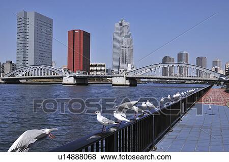 Stock Photo - Seagulls on Railings, Kachidoki Bridge in Background. Fotosearch