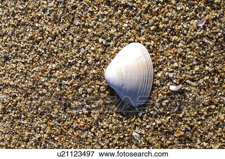 Seashell on Sand View Large Photo Image Stock Photo - Seashell on Sand. Fotosearch