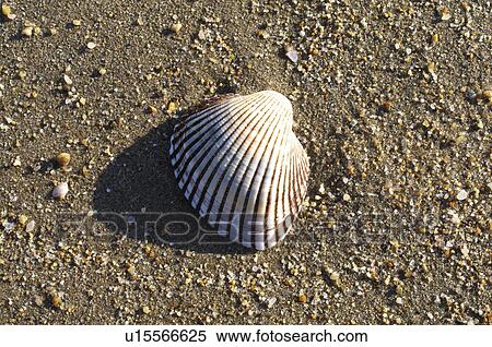Seashell on Sand View Large Photo Image Stock Photography - Seashell on Sand. Fotosearch