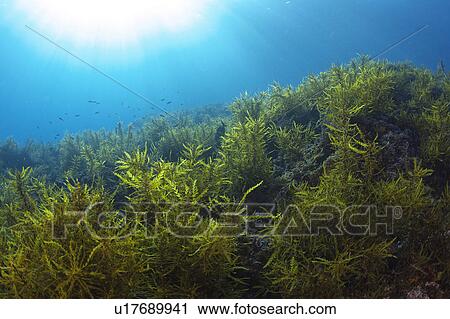 Seaweed View Large Photo Image Stock Image - Seaweed. Fotosearch