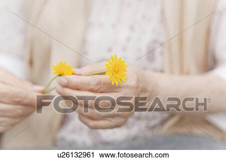 Stock Image - Senior woman holding dandelion . Fotosearch