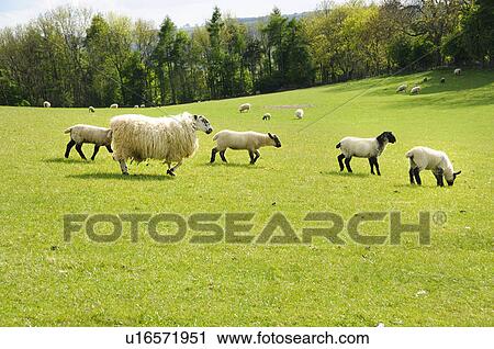 Sheep Farm View Large Photo Image Stock Image - Sheep Farm. Fotosearch