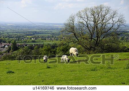 Stock Photograph - Sheep Farm. Fotosearch