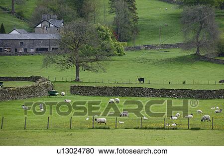 Sheep Grazing View Large Photo Image Stock Image - Sheep Grazing. Fotosearch