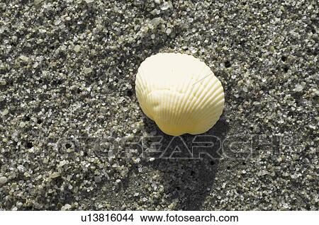Shell on Sand View Large Photo Image Picture - Shell on Sand. Fotosearch