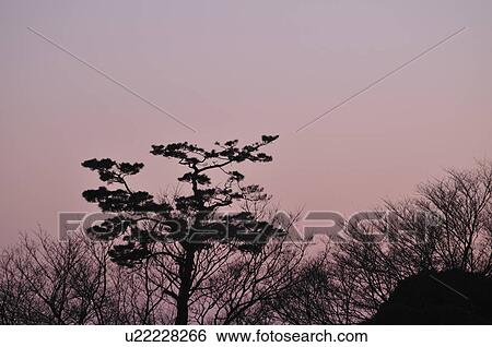 Stock Photograph - Silhouette of pine tree, Sakura City, Chiba Prefecture, Honshu, Japan. Fotosearch