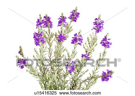 Sily Eremophila Flowers View Large Photo Image Stock Photography - Sily Eremophila Flowers. Fotosearch