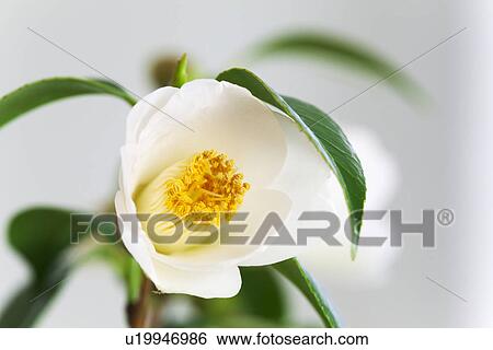 Single Camellia Flower View Large Photo Image Stock Photograph - Single Camellia Flower. Fotosearch