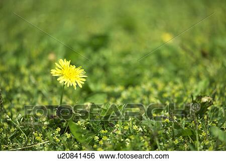 Stock Photograph - Single Dandelion. Fotosearch