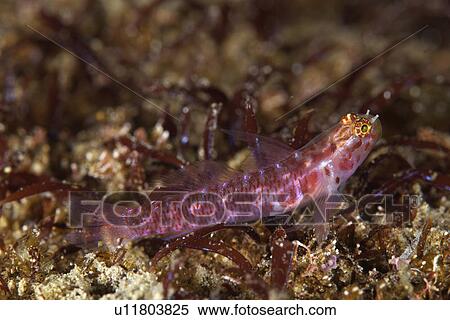 Single Goby View Large Photo Image Stock Photography - Single Goby. Fotosearch