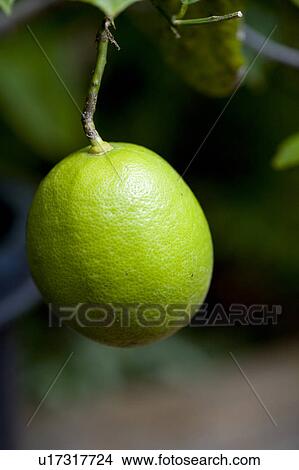 Picture - Single Lemon. Fotosearch