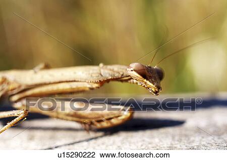Stock Image - Single Mantis. Fotosearch