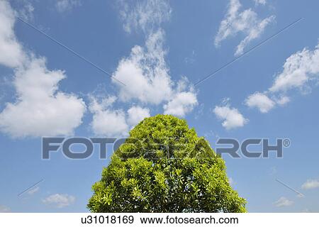 Single Tree View Large Photo Image Stock Photo - Single Tree. Fotosearch