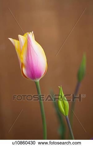 Stock Image - Single Tulip Flower. Fotosearch