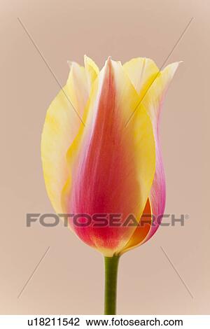 Single Tulip Flower View Large Photo Image Stock Image - Single Tulip Flower. Fotosearch