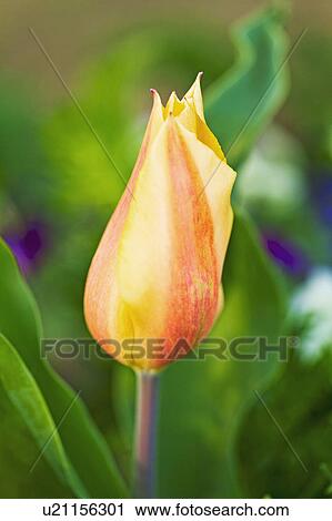 Single Tulip Flower View Large Photo Image Stock Image - Single Tulip Flower. Fotosearch