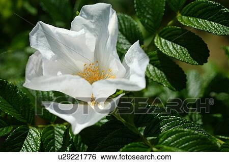 Single White Ramanas Rose Flower View Large Photo Image Stock Photograph - Single White Ramanas Rose Flower. Fotosearch
