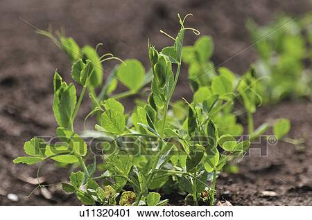 Stock Image - Snow Pea Sprouts. Fotosearch