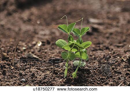 Stock Photo - Snow Pea Sprouts. Fotosearch