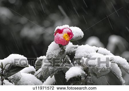 Snowing on Camellia View Large Photo Image Stock Image - Snowing on Camellia. Fotosearch