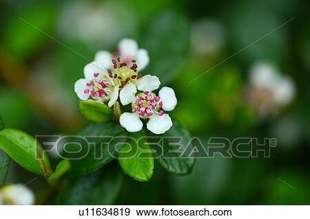 Stock Photo - Snowrose Flowers. Fotosearch