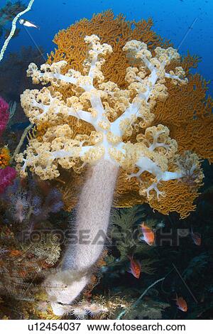 Soft Coral View Large Photo Image Stock Photo - Soft Coral. Fotosearch