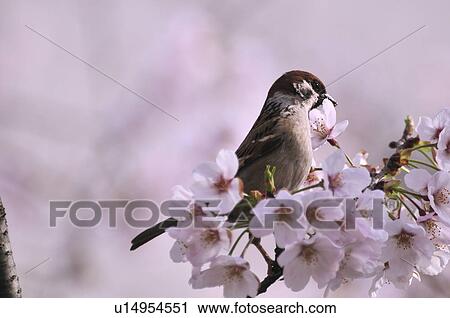 Sparrow on Cherry Blossoms View Large Photo Image Stock Image - Sparrow on Cherry Blossoms. Fotosearch