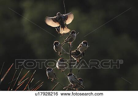 Sparrows on Branch View Large Photo Image Stock Photograph - Sparrows on Branch. Fotosearch