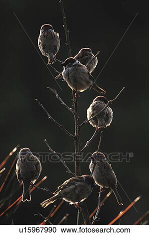 Stock Image - Sparrows. Fotosearch