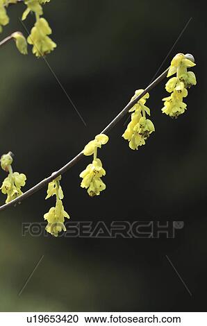 Spike Winter Hazel View Large Photo Image Stock Image - Spike Winter Hazel. Fotosearch
