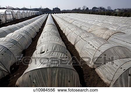 Stock Photograph - Spinach Fields. Fotosearch