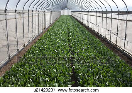 Stock Photo - Spinach in Greenhouse. Fotosearch