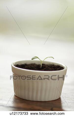 Sprout View Large Photo Image Stock Image - Sprout. Fotosearch