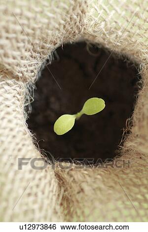 Sprout View Large Photo Image Stock Photograph - Sprout. Fotosearch