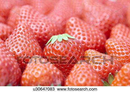 Strawberries View Large Photo Image Stock Image - Strawberries. Fotosearch