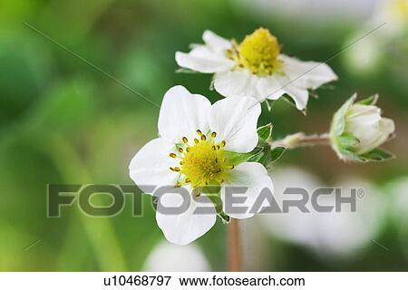 Strawberry Flowers View Large Photo Image Stock Photo - Strawberry Flowers. Fotosearch