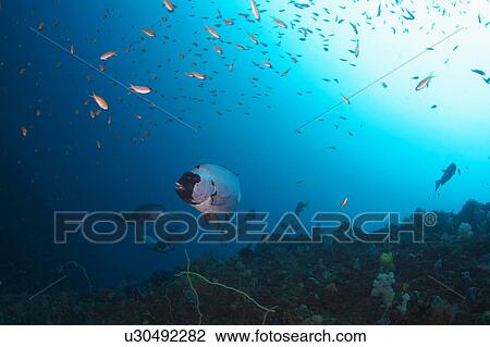 Striped Beakperch View Large Photo Image Stock Image - Striped Beakperch. Fotosearch