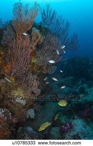 Striped Fish and Coral View Large Photo Image Stock Image - Striped Fish and Coral. Fotosearch