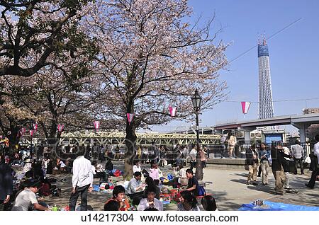 Sumida Park with Tokyo Sky Tree in Background View Large Photo Image Picture - Sumida Park with Tokyo Sky Tree in Background. Fotosearch