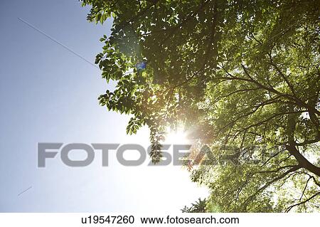 Sun Shining Through Branches View Large Photo Image Stock Image - Sun Shining Through Branches. Fotosearch