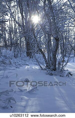 Sun Shining Through Snowy Trees View Large Photo Image Stock Image - Sun Shining Through Snowy Trees. Fotosearch