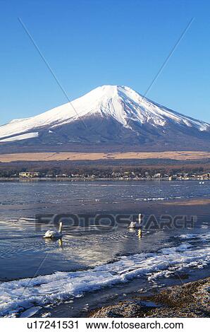 Swan at Lake with Mount Fuji in Background View Large Photo Image Stock Image - Swan at Lake with Mount Fuji in Background. Fotosearch