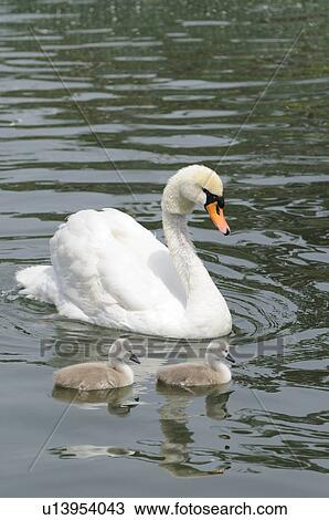 Swan with Two Baby Swans View Large Photo Image Stock Image - Swan with Two Baby Swans. Fotosearch