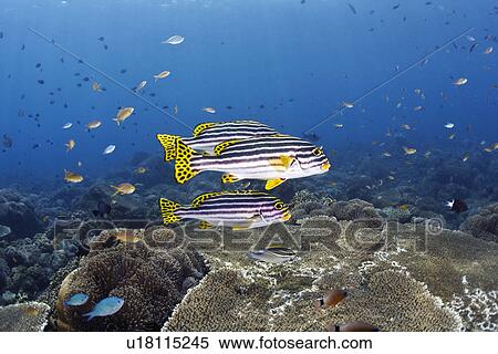 Stock Photography - Sweetlip Fish. Fotosearch